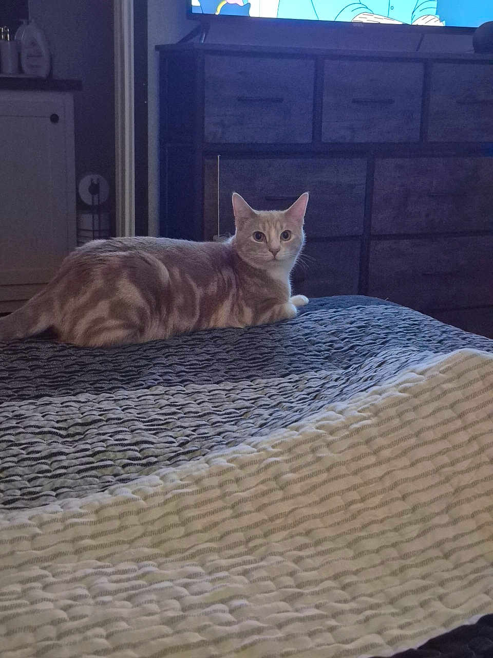 Colby