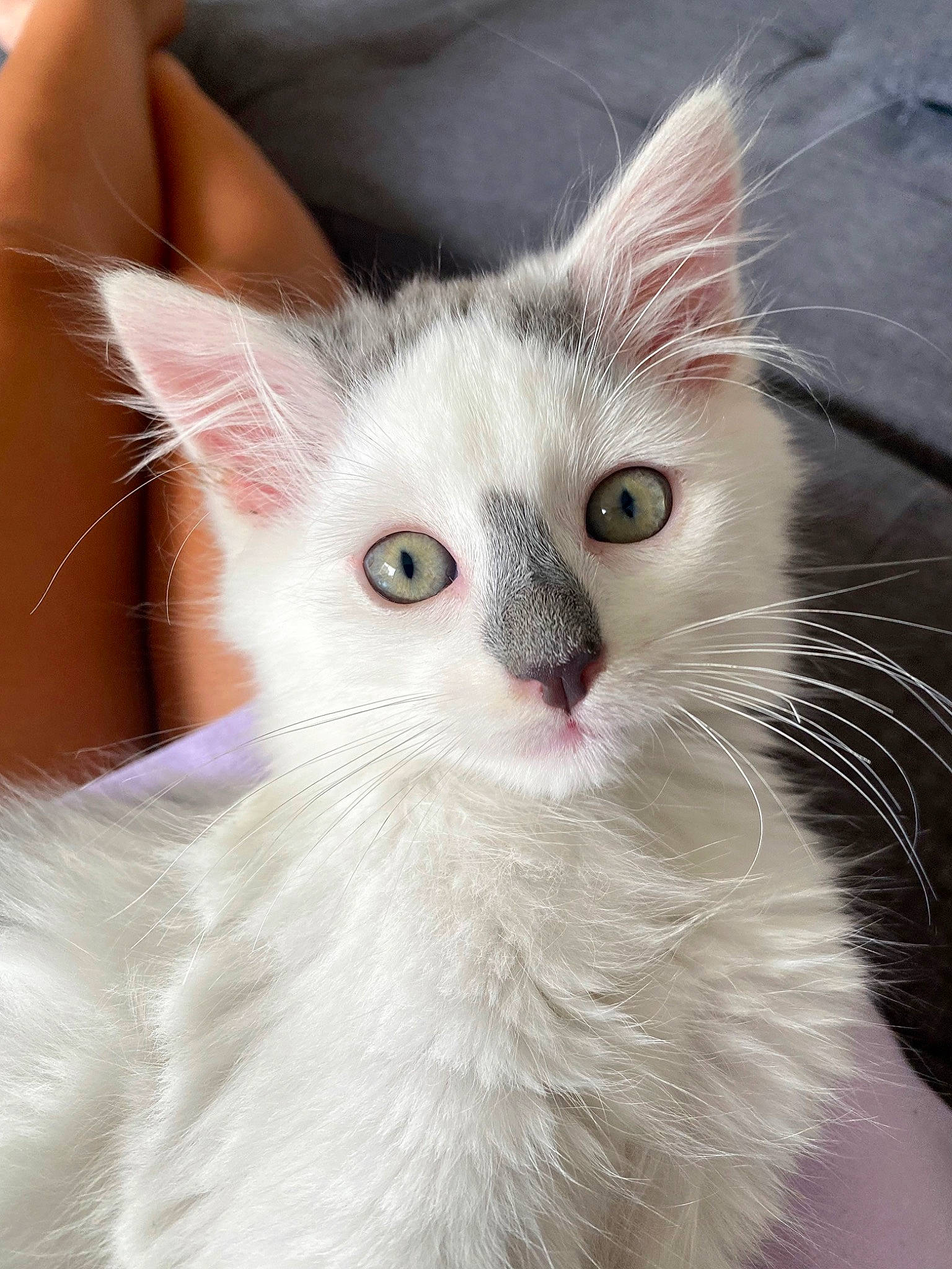 Milo a rejoint le concours — aidez-le/la à gagner de superbes lots ! carnivore, cat, claw, domestic_short_haired_cat, ear, eye, felidae, fur, jaw, paw, small_to_medium_sized_cats, snout, tail, whiskers