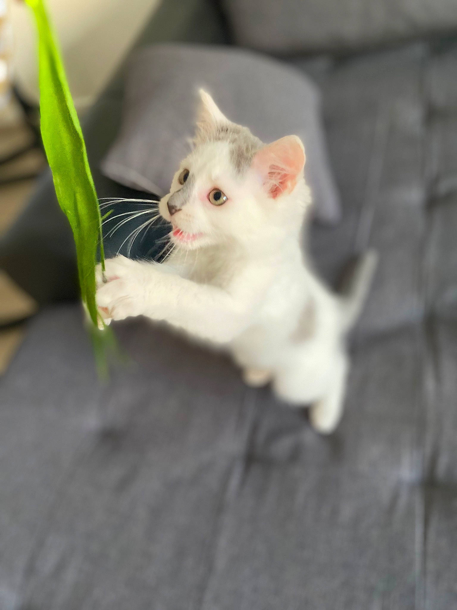 Milo participe au concours pour gagner de l'argent avec cette photo : carnivore, cat, claw, domestic_short_haired_cat, fawn, felidae, flooring, fur, paw, plant, small_to_medium_sized_cats, snout, tail, terrestrial_animal, whiskers, wood