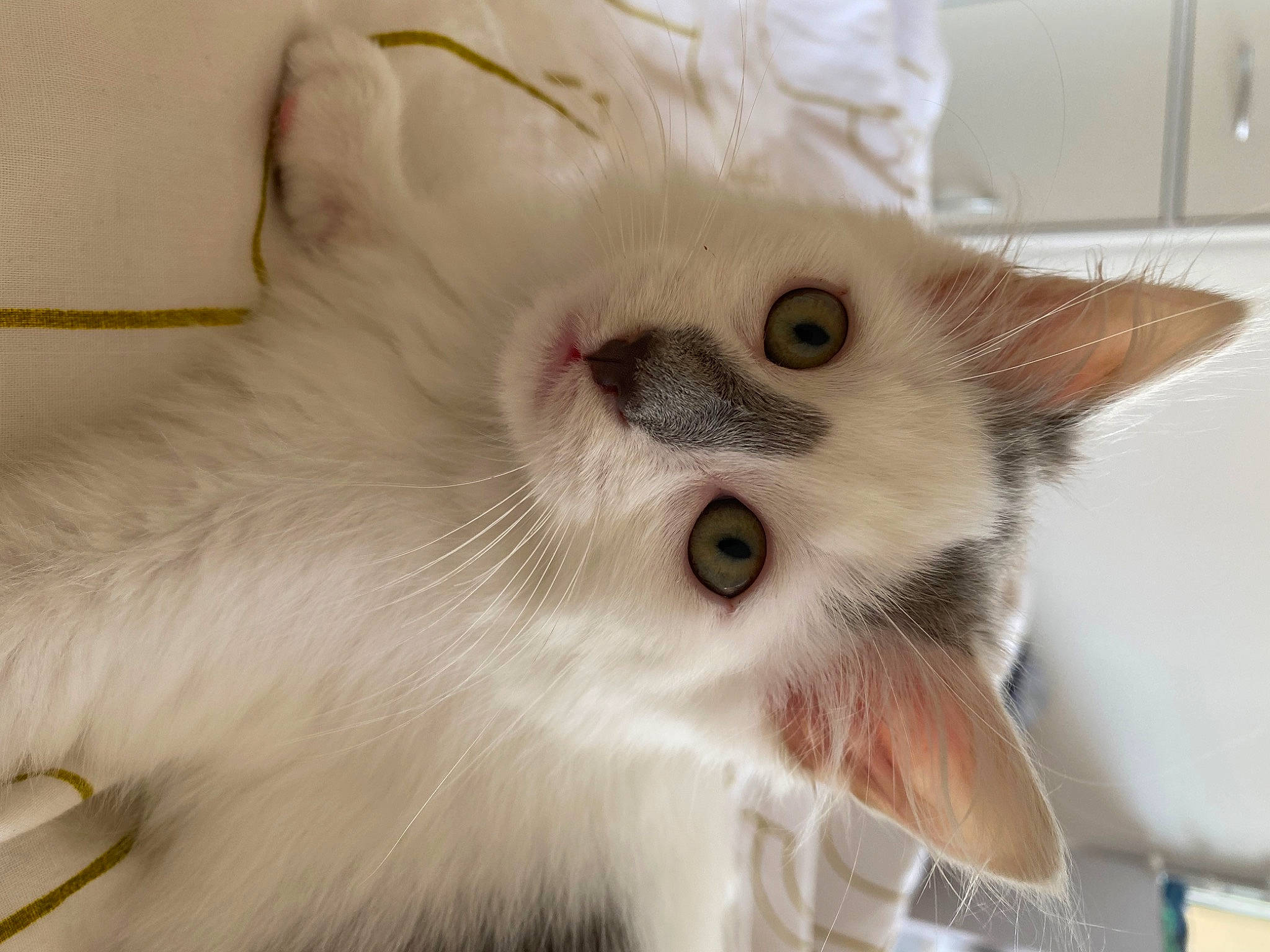 Milo participe au concours pour gagner de l'argent avec cette photo : carnivore, cat, domestic_short_haired_cat, fang, fawn, felidae, fur, paw, small_to_medium_sized_cats, snout, whiskers