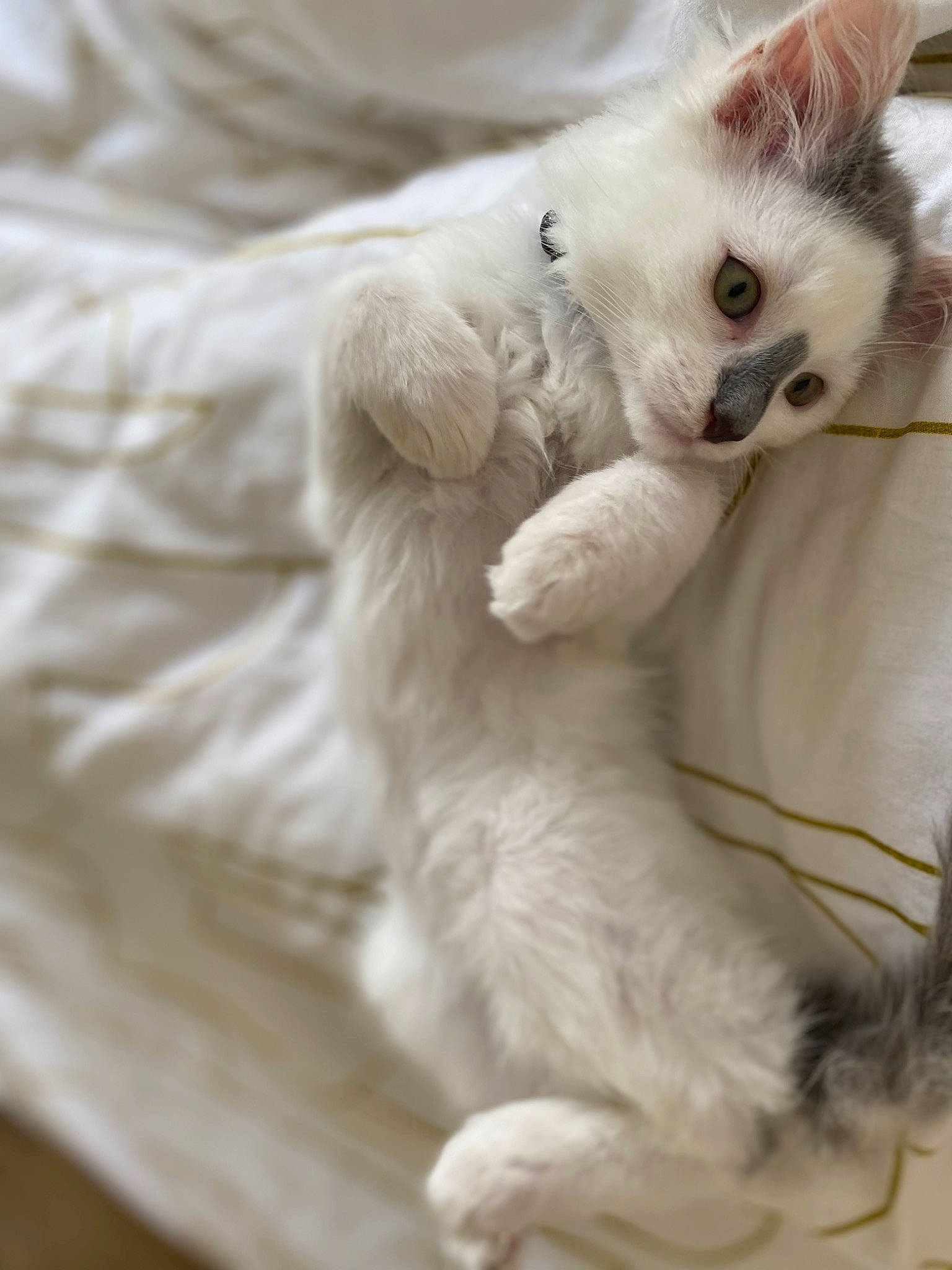 Milo a rejoint le concours — aidez-le/la à gagner de superbes lots ! carnivore, cat, claw, comfort, domestic_short_haired_cat, fawn, felidae, fur, paw, small_to_medium_sized_cats, tail, terrestrial_animal, whiskers