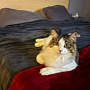 Micasso joined the competition — help win amazing prizes! cat, bed, blanket, feline, fur, indoor, pet, resting, cozy, eyes, whiskers, headboard, pillow, comfort, domestic_animal, relaxation, mammal, cute, animal, home