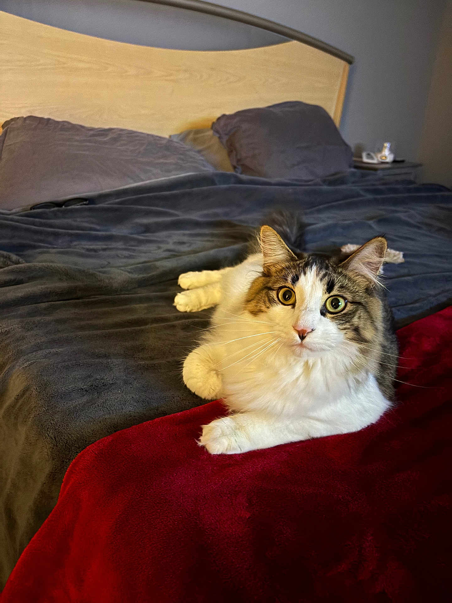 Micasso joined the competition — help win amazing prizes! cat, bed, blanket, feline, fur, indoor, pet, resting, cozy, eyes, whiskers, headboard, pillow, comfort, domestic_animal, relaxation, mammal, cute, animal, home