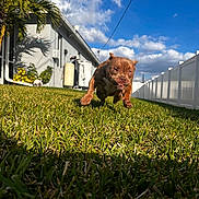 Khaos is registered to the contest to win money with this photo: animal, backyard, blue_sky, brown_dog, canine, clouds, daytime, dog, fence, grass, house, outdoor, pet, plant, playful, running, small_dog, stick, sunlight, tree