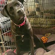 Lilgirl is registered to the contest to win money with this photo: dog, puppy, black_dog, sitting, curious, head_tilt, pink_collar, pet, kennel, crate, blanket, dog_bed, orange_ball, toy, indoor, animal, portrait, brown_eyes, floppy_ears, cozy