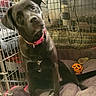dog, puppy, black_dog, sitting, curious, head_tilt, pink_collar, pet, kennel, crate, blanket, dog_bed, orange_ball, toy, indoor, animal, portrait, brown_eyes, floppy_ears, cozy