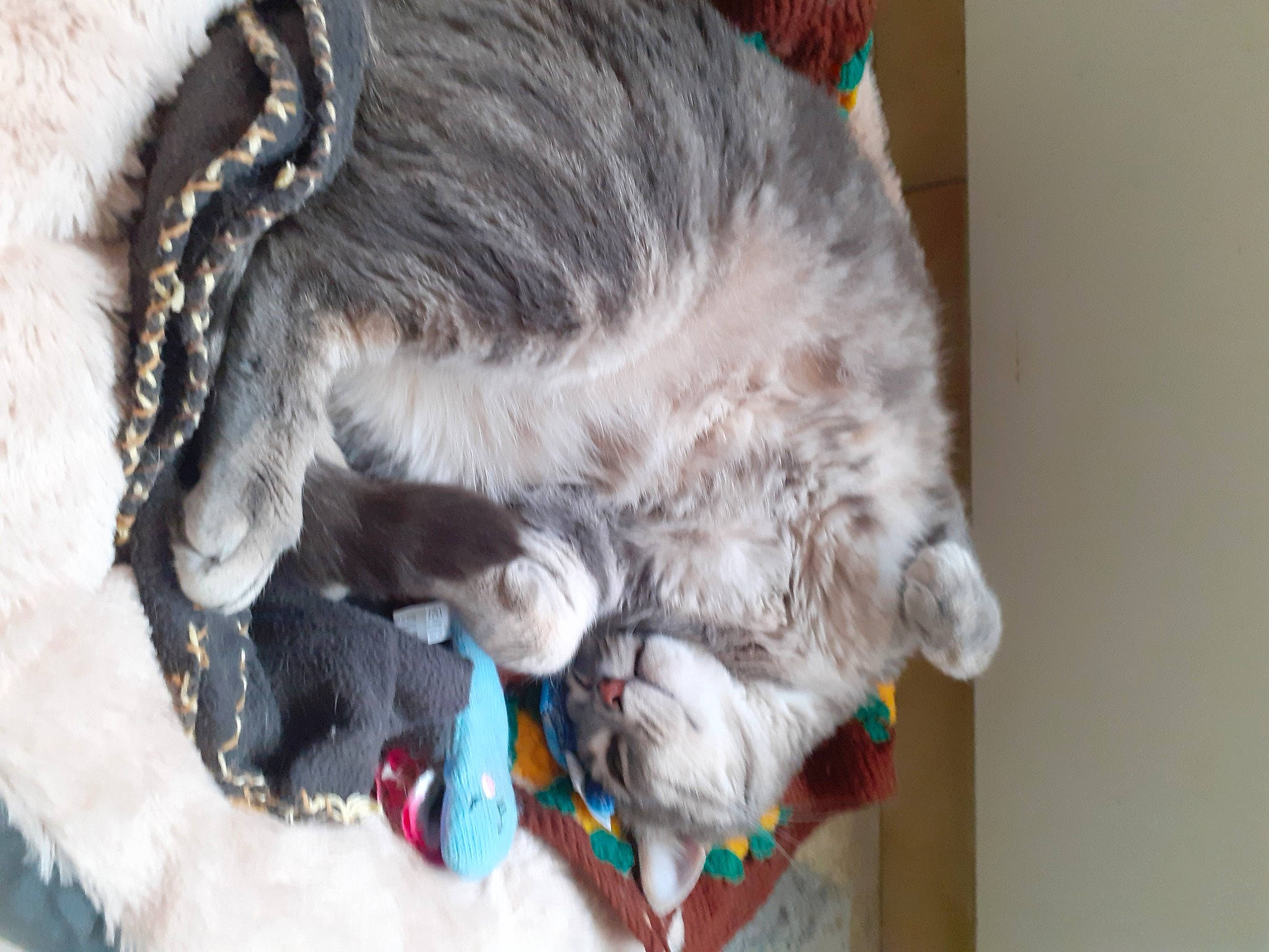 Lola participe au concours pour gagner de l'argent avec cette photo : canidae, carnivore, cat, claw, collar, companion_dog, dog_breed, domestic_short_haired_cat, event, fang, fawn, felidae, fur, paw, small_to_medium_sized_cats, snout, sporting_group, stuffed_toy, tail, whiskers