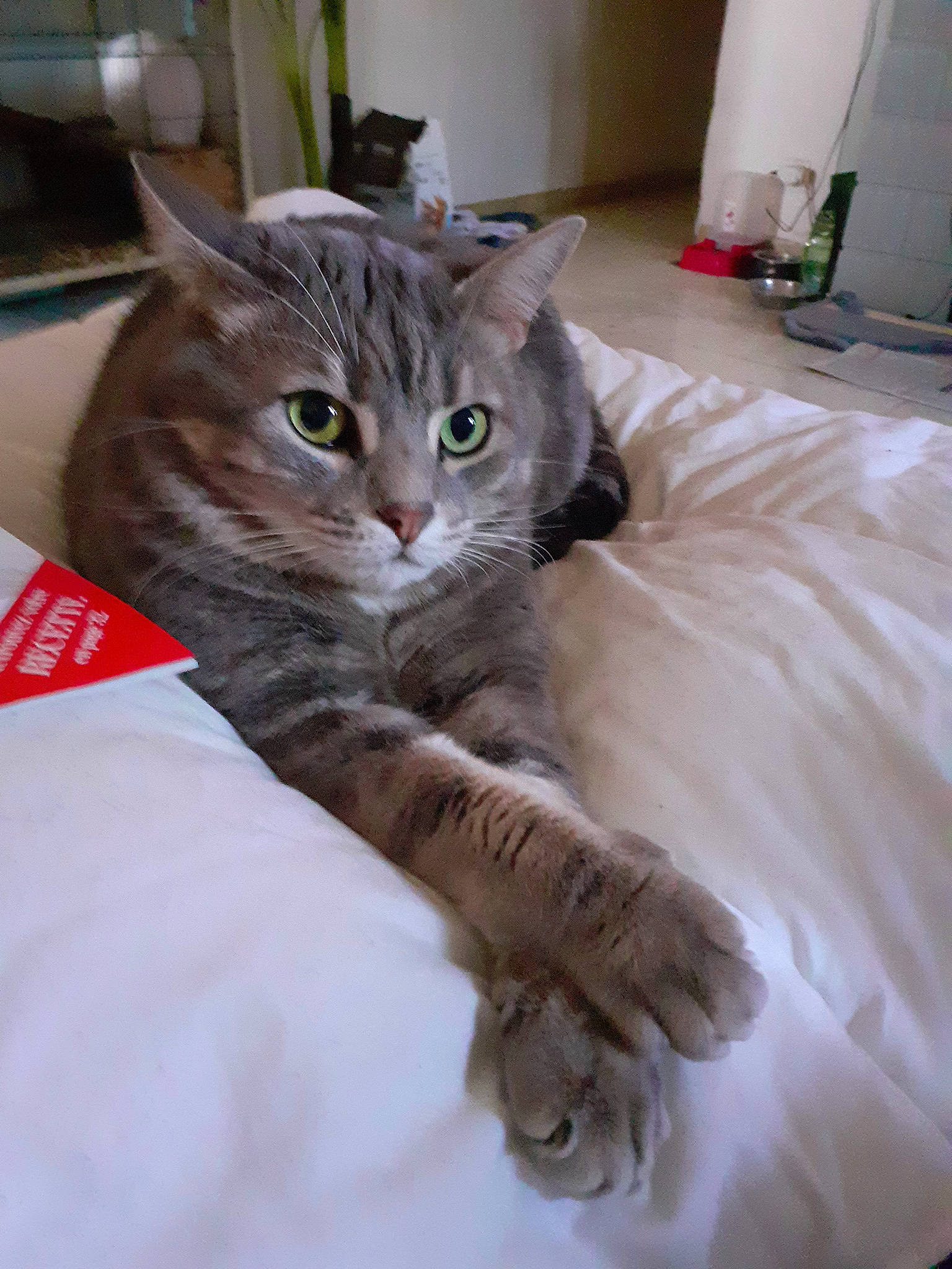 Lola participe au concours pour gagner de l'argent avec cette photo : carnivore, cat, claw, comfort, domestic_short_haired_cat, door, duvet, fawn, felidae, flooring, fur, grey, hardwood, houseplant, linens, paw, room, small_to_medium_sized_cats, tail, whiskers
