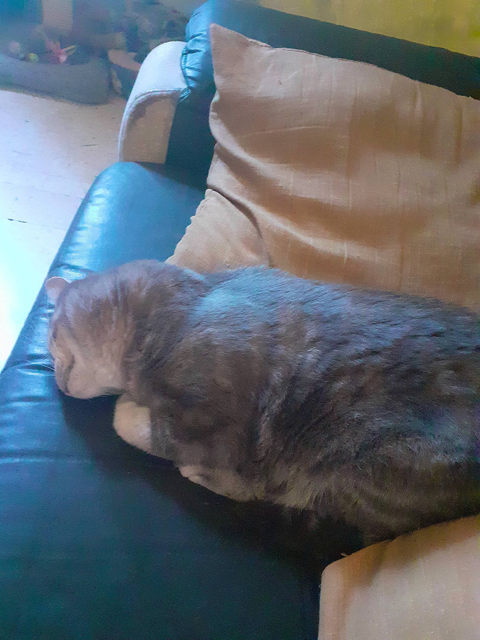 Lola participe au concours pour gagner de l'argent avec cette photo : canidae, carnivore, cat, comfort, companion_dog, couch, dog_breed, domestic_short_haired_cat, felidae, flooring, fur, hardwood, linens, liver, nap, small_to_medium_sized_cats, sporting_group, tail, whiskers, wood