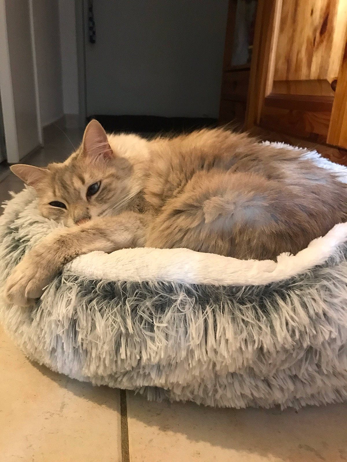 Mélodie a rejoint le concours — aidez-le/la à gagner de superbes lots ! bed_sheet, carnivore, cat, claw, comfort, couch, domestic_short_haired_cat, fawn, felidae, flooring, fur, hardwood, linens, nap, paw, small_to_medium_sized_cats, tail, whiskers, window, wood