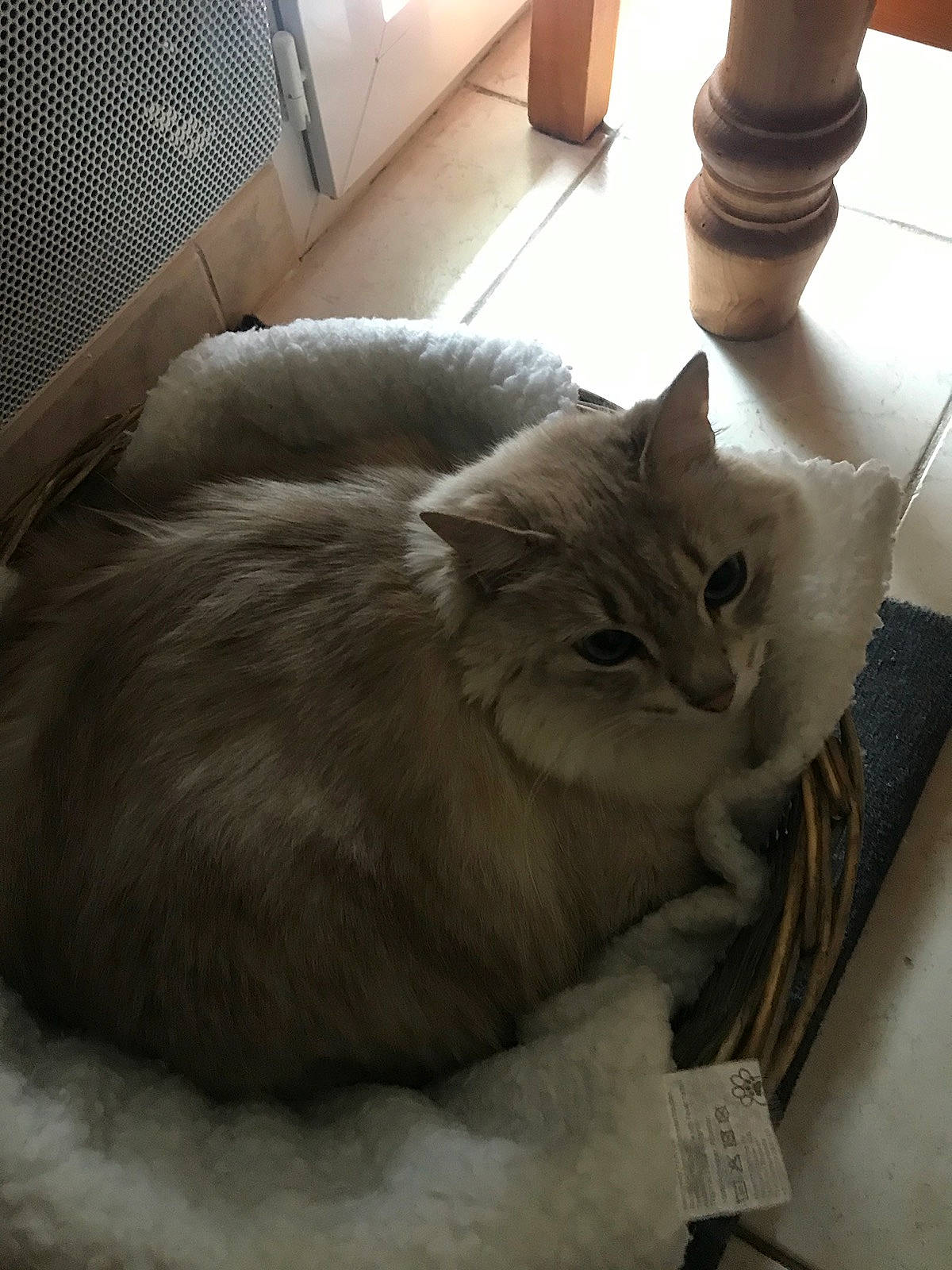 Mélodie a rejoint le concours — aidez-le/la à gagner de superbes lots ! box, cardboard, carnivore, cat, comfort, domestic_short_haired_cat, fawn, felidae, floor, flooring, fur, grey, hardwood, mechanical_fan, paw, shipping_box, small_to_medium_sized_cats, tail, whiskers, wood