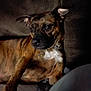dog, brindle, pet, couch, indoor, relaxed, animal, canine, fur, ears, face, portrait, cozy, shadow, resting, comfort, home, closeup, expression, furniture
