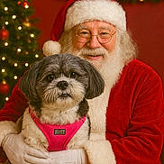 Maybel is registered to the contest to win money with this photo: santa_claus, dog, pet, christmas, holiday, festive, red_suit, white_beard, glasses, harness, indoor, portrait, smile, celebration, gloves, decorations, tree, lights, warm, cozy