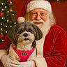 santa_claus, dog, pet, christmas, holiday, festive, red_suit, white_beard, glasses, harness, indoor, portrait, smile, celebration, gloves, decorations, tree, lights, warm, cozy
