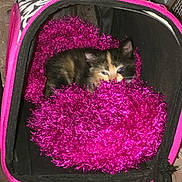 Mystery is registered to the contest to win money with this photo: kitten, cat, pet_carrier, blanket, fluffy, cozy, pink, black, small, indoor, cute, animal, feline, resting, snuggling, soft, fur, face, eyes, paws