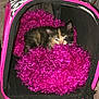 kitten, cat, pet_carrier, blanket, fluffy, cozy, pink, black, small, indoor, cute, animal, feline, resting, snuggling, soft, fur, face, eyes, paws