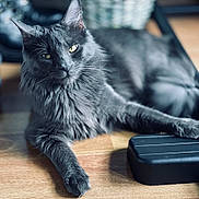 Royal joined the competition — help win amazing prizes! cat, gray_cat, feline, pet, indoor, wooden_floor, relaxed, fluffy_fur, close_up, animal, laying_down, yellow_eyes, whiskers, paw, black_object, domestic_cat, resting, fur_texture, cute, calm