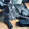 cat, gray_cat, feline, pet, indoor, wooden_floor, relaxed, fluffy_fur, close_up, animal, laying_down, yellow_eyes, whiskers, paw, black_object, domestic_cat, resting, fur_texture, cute, calm