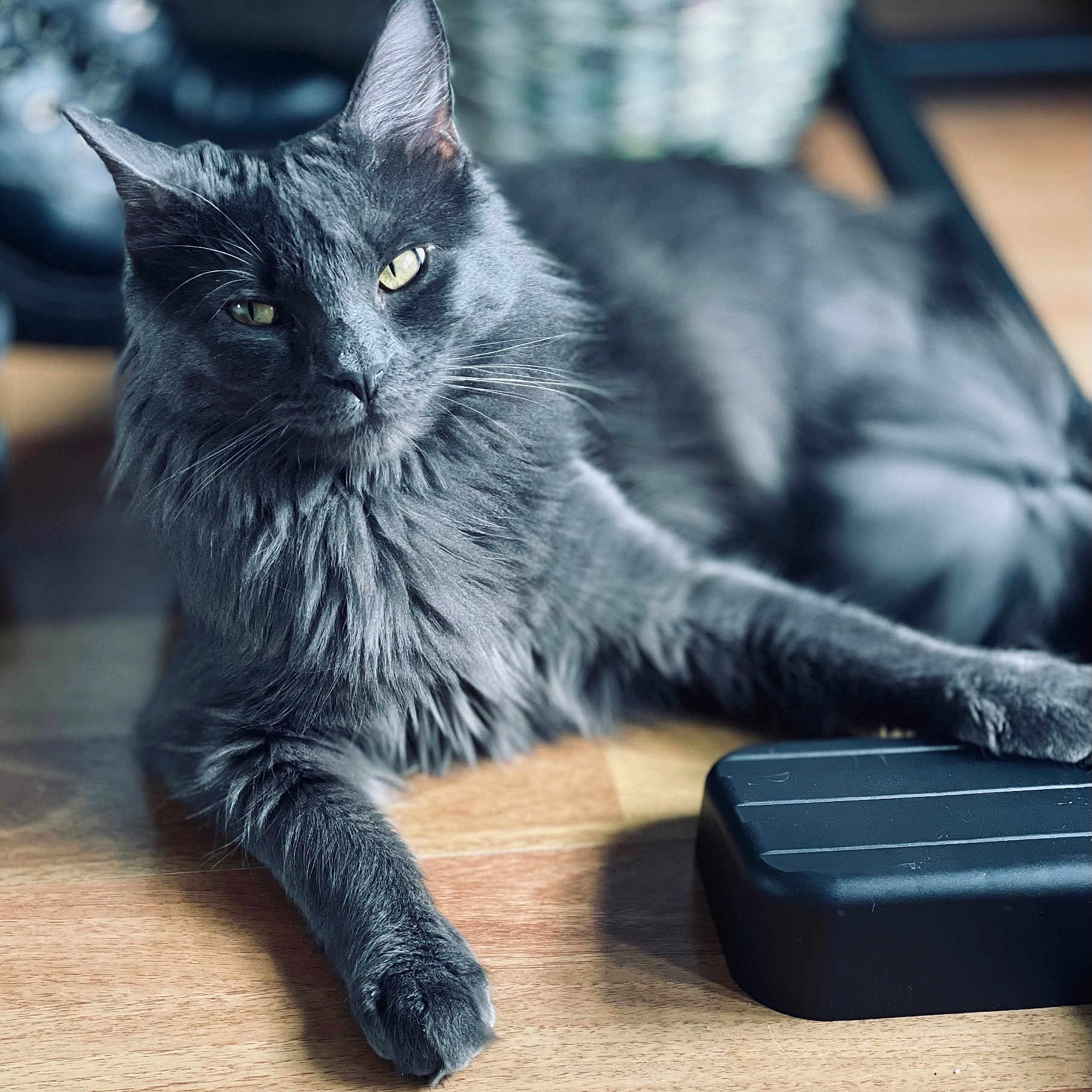 Royal joined the competition — help win amazing prizes! cat, gray_cat, feline, pet, indoor, wooden_floor, relaxed, fluffy_fur, close_up, animal, laying_down, yellow_eyes, whiskers, paw, black_object, domestic_cat, resting, fur_texture, cute, calm