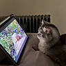 Stormi is registered to the contest to win money with this photo: cat, tablet, screen, bird, squirrel, bed, indoor, gray_cat, animal, technology, watching, digital_image, feline, resting, cozy, pet, radiator, soft_light, curiosity, device