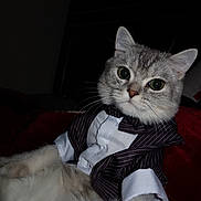 Stormi is registered to the contest to win money with this photo: cat, pet, animal, feline, tuxedo, clothing, costume, portrait, indoor, fur, cute, whiskers, eyes, face, sitting, blanket, domestic, mammal, cute_pet, dressed_up