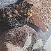 Zoom participe au concours pour gagner de l'argent avec cette photo : cat, sleeping, couch, pillow, gray_fur, white_fur, tabby_cat, domestic_cat, pet, indoor, cozy, resting, feline, fur, paw, whiskers, relaxation, companion, home, blanket