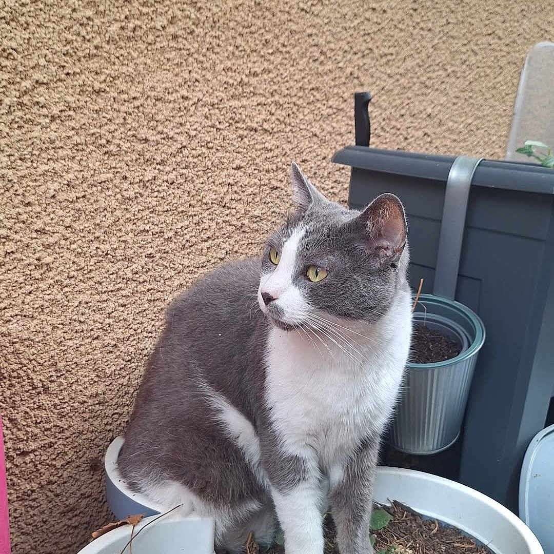 Barry a rejoint le concours — aidez-le/la à gagner de superbes lots ! animal, cat, close_up, container, curious, domestic_cat, dry_leaves, feline, garden, green_plant, grey_cat, looking_away, nature, outdoor, pet, plant_pot, sitting, soil, texture_wall, white_cat