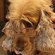 Simba participe au concours pour gagner de l'argent avec cette photo : dog, glasses, fluffy_fur, curly_fur, portrait, indoors, brown_fur, close_up, pet, animal, cute, face, nose, ears, eyewear, calm, domestic_animal, mammal, companionship, friendly