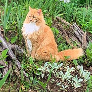 Max joined the competition — help win amazing prizes! cat, orange_cat, fluffy_cat, outdoor, garden, plants, greenery, grass, nature, logs, sitting, feline, wildlife, animal, pet, fur, whiskers, tail, calm, serene