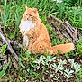 cat, orange_cat, fluffy_cat, outdoor, garden, plants, greenery, grass, nature, logs, sitting, feline, wildlife, animal, pet, fur, whiskers, tail, calm, serene