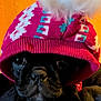 animal, black_dog, close_up, clothing, colorful, cozy, cute, dog, eyes, face, hat, indoors, knit_hat, nose, paw, pet, pom_pom, portrait, warm_lighting, winter_wear