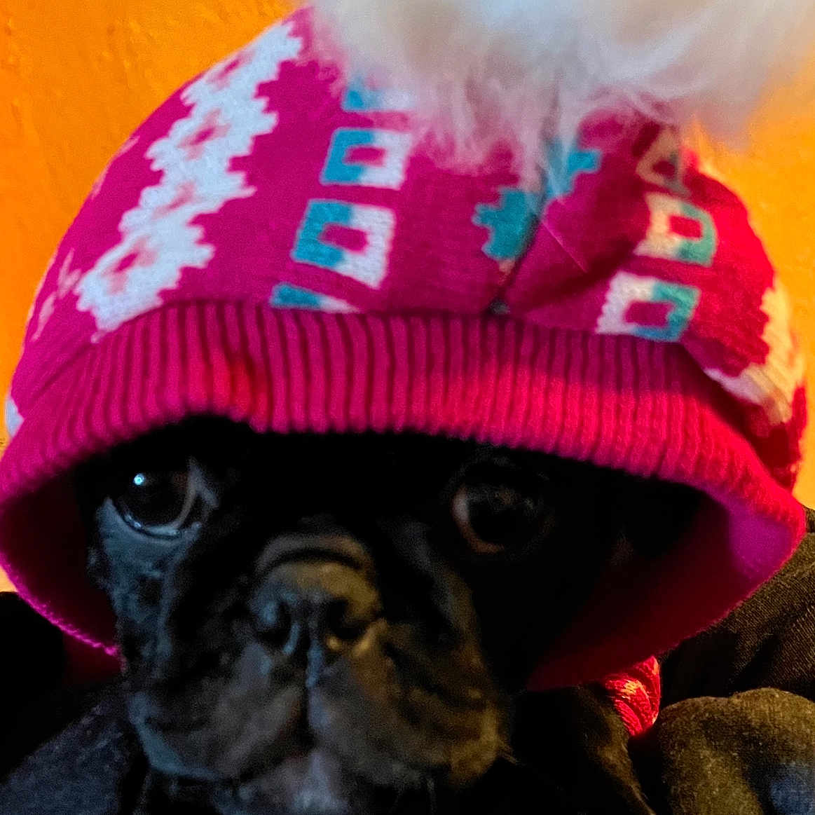 Piper joined the competition — help win amazing prizes! animal, black_dog, close_up, clothing, colorful, cozy, cute, dog, eyes, face, hat, indoors, knit_hat, nose, paw, pet, pom_pom, portrait, warm_lighting, winter_wear