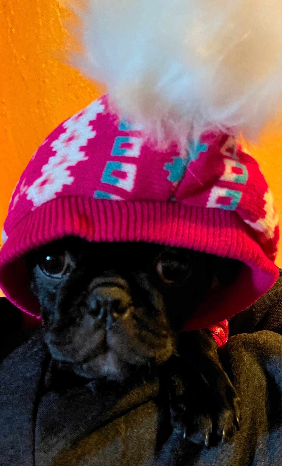 Piper