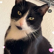 Tuxi is registered to the contest to win money with this photo: cat, tuxedo_cat, black_and_white, indoor, pet, whiskers, curious, feline, portrait, closeup, head_tilt, cute, heart_effects, soft_light, animal, domestic_cat, ears, face, yellow_eyes, wall