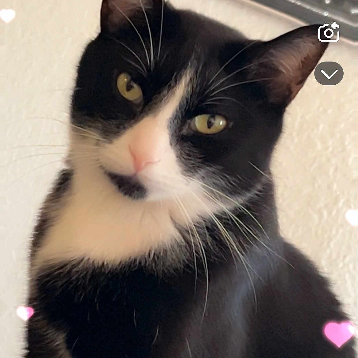 Tuxi is registered to the contest to win money with this photo: animal, black_and_white, cat, closeup, curious, cute, domestic_cat, ears, face, feline, head_tilt, heart_effects, indoor, pet, portrait, soft_light, tuxedo_cat, wall, whiskers, yellow_eyes