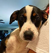 Sophie Mae is registered to the contest to win money with this photo: puppy, dog, pet, indoor, person, white_shirt, holding, cute, young_dog, closeup, face, black_and_white, brown_markings, text_message, screenshot, arm, furniture, background, new_family_member, sofa