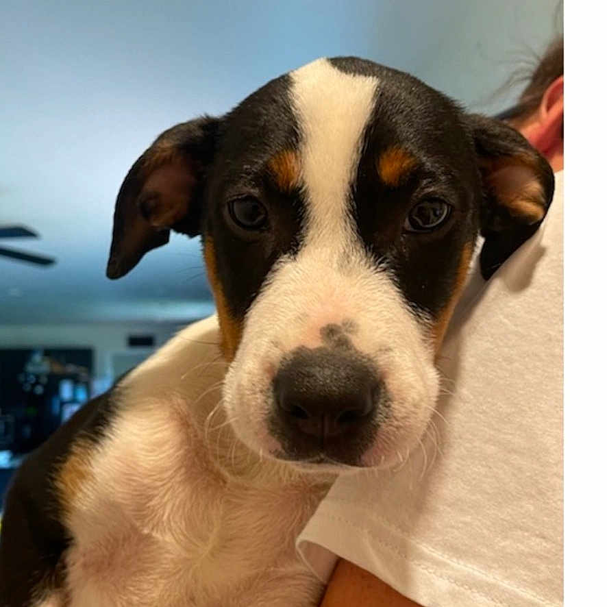 Sophie Mae is registered to the contest to win money with this photo: puppy, dog, pet, indoor, person, white_shirt, holding, cute, young_dog, closeup, face, black_and_white, brown_markings, text_message, screenshot, arm, furniture, background, new_family_member, sofa