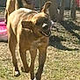 dog, dogs, brown_dog, canine, pet, playing, running, yard, grass, fence, chainlink_fence, outdoor, sunlight, tongue_out, happy, motion_blur, shadow, front_dog, back_dog, smiling_dog