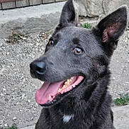 Bayron participe au concours pour gagner de l'argent avec cette photo : dog, black_dog, pet, animal, portrait, close_up, happy, smiling, tongue_out, open_mouth, pointed_ears, upright_ears, short_fur, white_chest_mark, outdoor, rustic, wooden_gate, stone_wall, gravel, blue_barrier