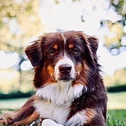 Vogue a rejoint le concours — aidez-le/la à gagner de superbes lots ! dog, australian_shepherd, animal, pet, grass, outdoor, nature, fur, portrait, canine, laying_down, brown, white, black, ears, nose, eyes, daylight, blurred_background, relaxed