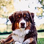 dog, australian_shepherd, animal, pet, grass, outdoor, nature, fur, portrait, canine, laying_down, brown, white, black, ears, nose, eyes, daylight, blurred_background, relaxed
