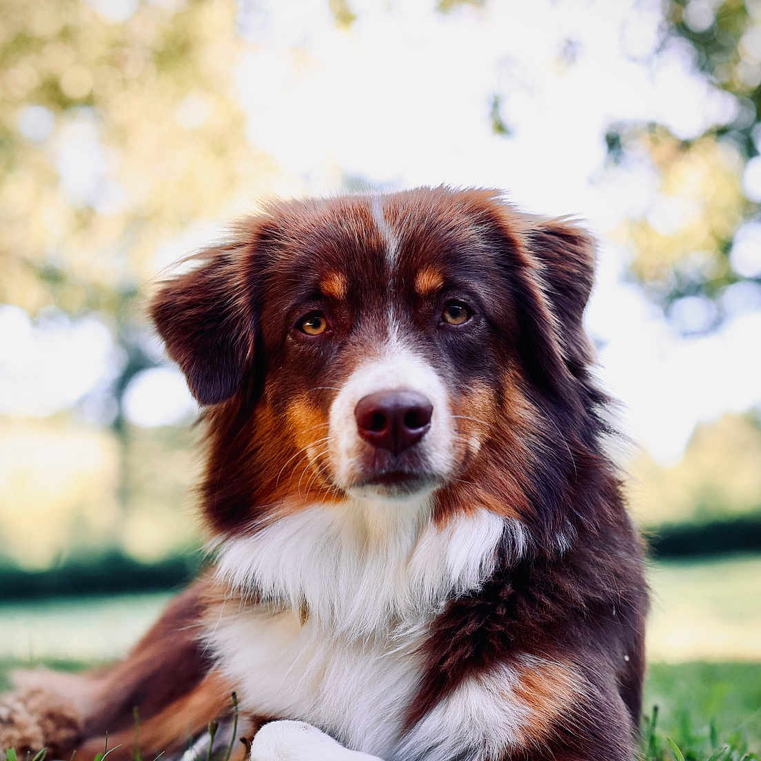 Vogue a rejoint le concours — aidez-le/la à gagner de superbes lots ! animal, australian_shepherd, black, blurred_background, brown, canine, daylight, dog, ears, eyes, fur, grass, laying_down, nature, nose, outdoor, pet, portrait, relaxed, white