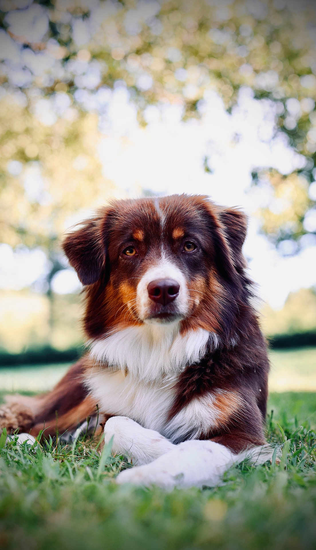 Vogue a rejoint le concours — aidez-le/la à gagner de superbes lots ! dog, australian_shepherd, animal, pet, grass, outdoor, nature, fur, portrait, canine, laying_down, brown, white, black, ears, nose, eyes, daylight, blurred_background, relaxed
