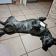 Kaya participe au concours pour gagner de l'argent avec cette photo : dog, brindle, lying_down, floor, tile_floor, indoor, collar, relaxed, pet, canine, kitchen, cabinet, bottle, box, animal, resting, domestic_animal, four_legs, fur, quiet
