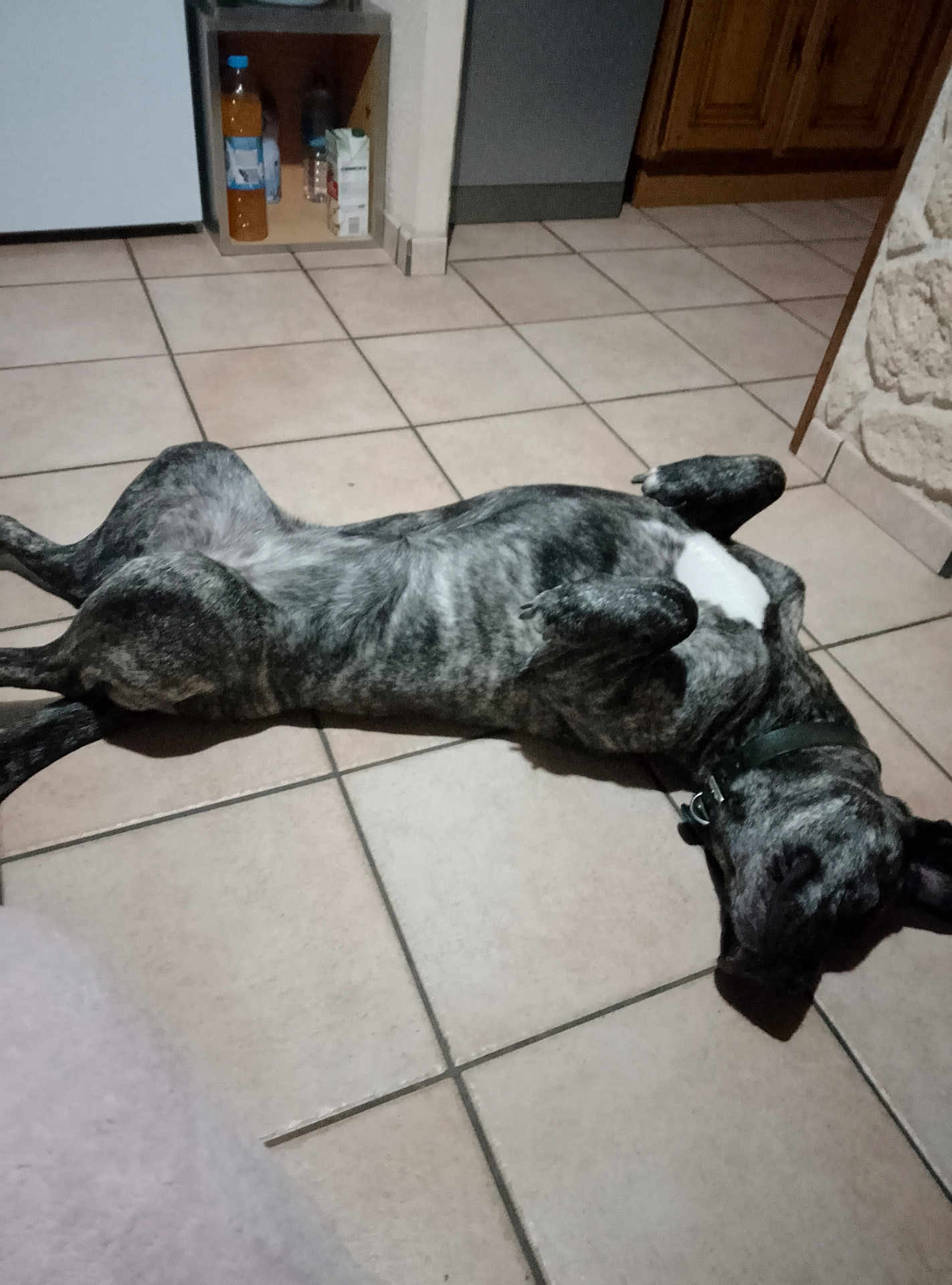Kaya