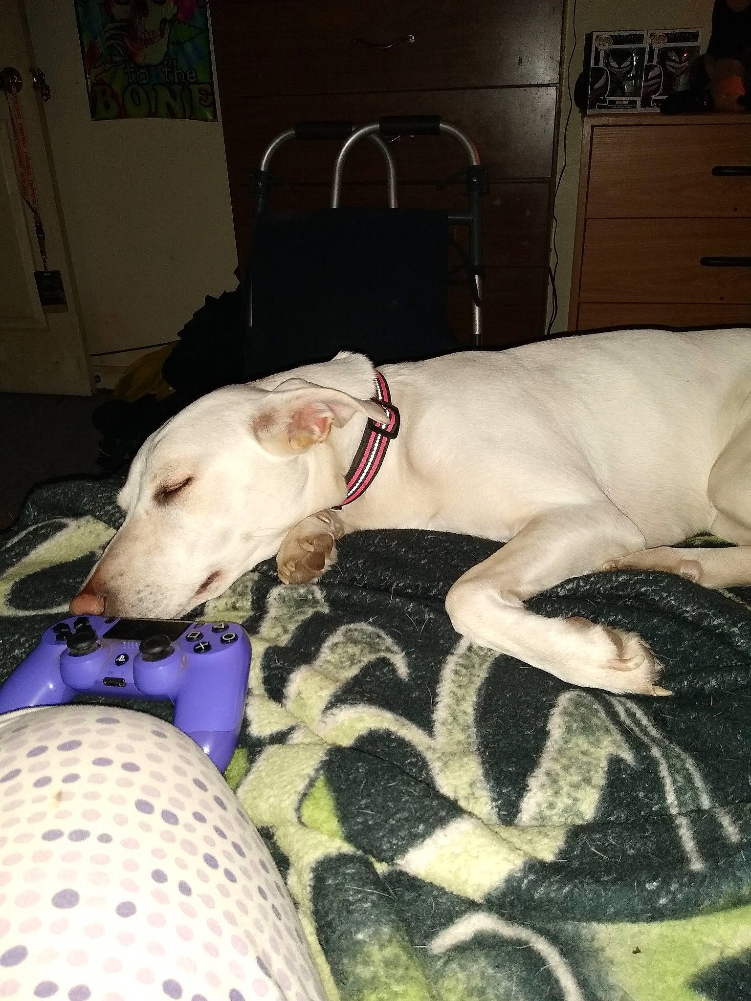 Maddie joined the competition — help win amazing prizes! canidae, carnivore, collar, comfort, companion_dog, couch, dog, dog_breed, dog_collar, dog_supply, fawn, guard_dog, linens, magyar_agar, non_sporting_group, rampur_greyhound, sighthound, snout, sporting_group, working_animal