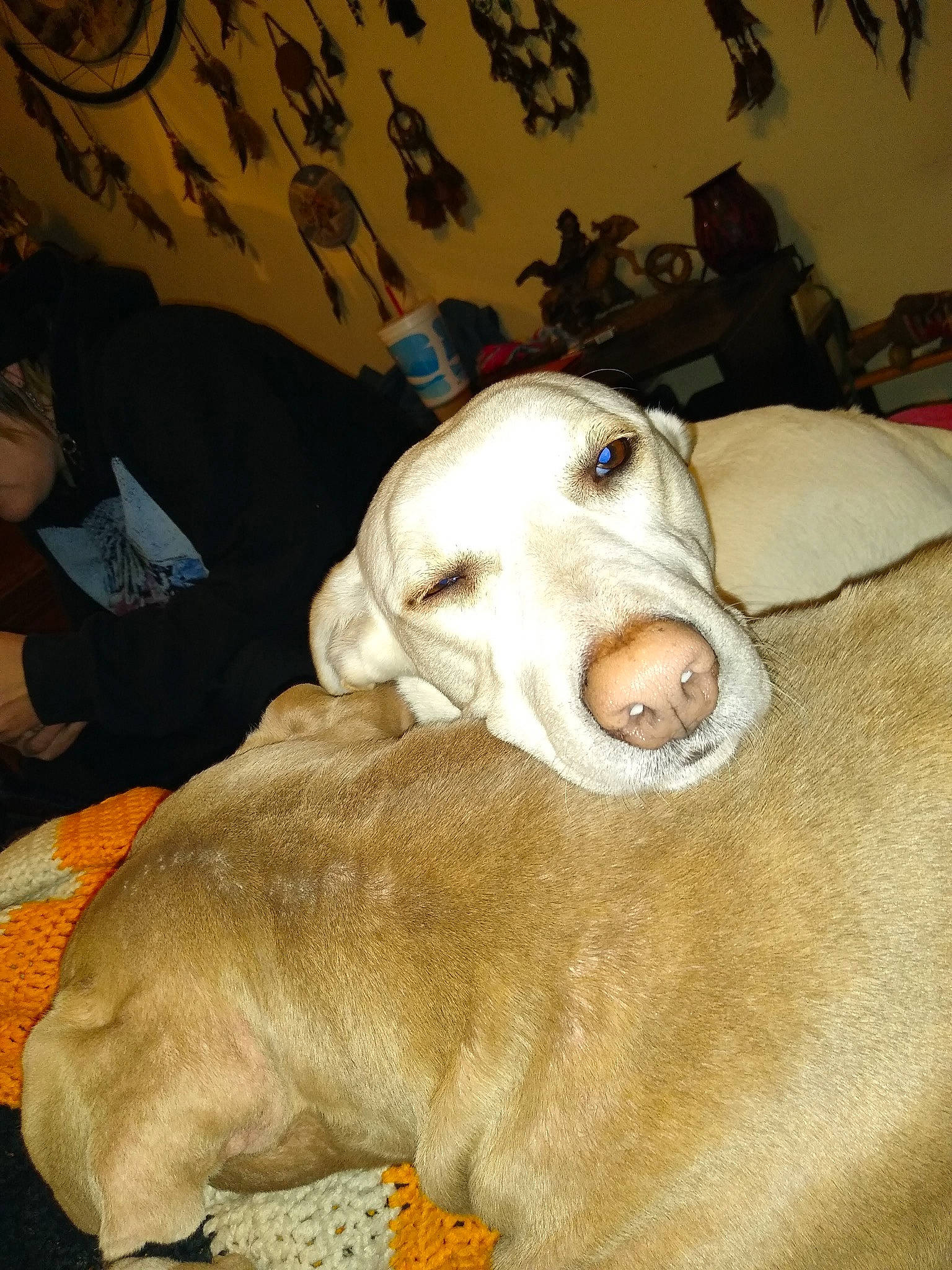 Maddie is registered to the contest to win money with this photo: canidae, carnivore, comfort, companion_dog, dog, dog_breed, dog_supply, ear, fawn, fur, non_sporting_group, snout, sporting_group, working_animal