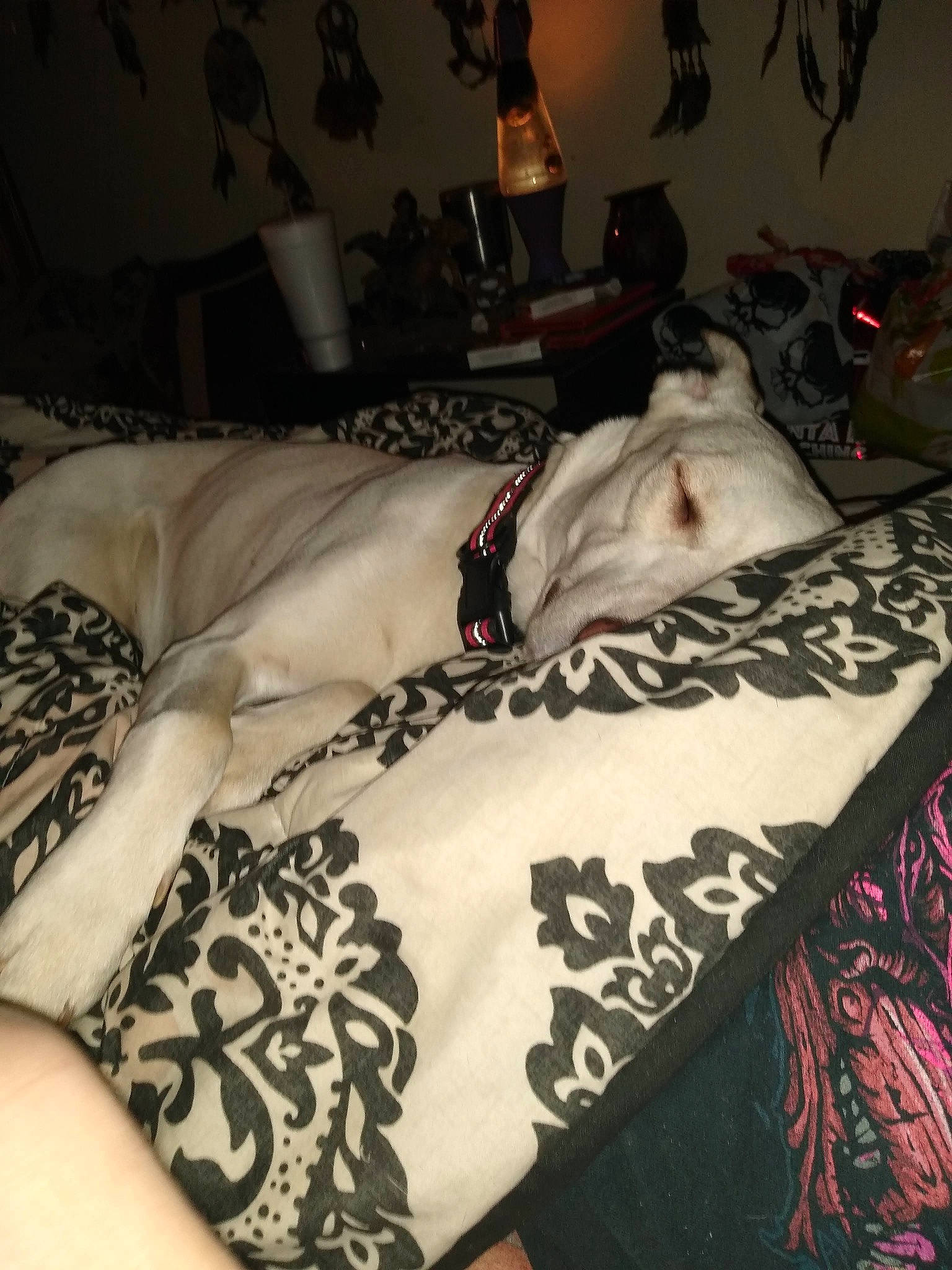 Maddie is registered to the contest to win money with this photo: bed, bed_sheet, bedding, bedroom, chest, comfort, couch, elbow, fashion_design, flooring, font, human_leg, lamp, linens, pattern, room, sleeve, thigh, wood, wrist