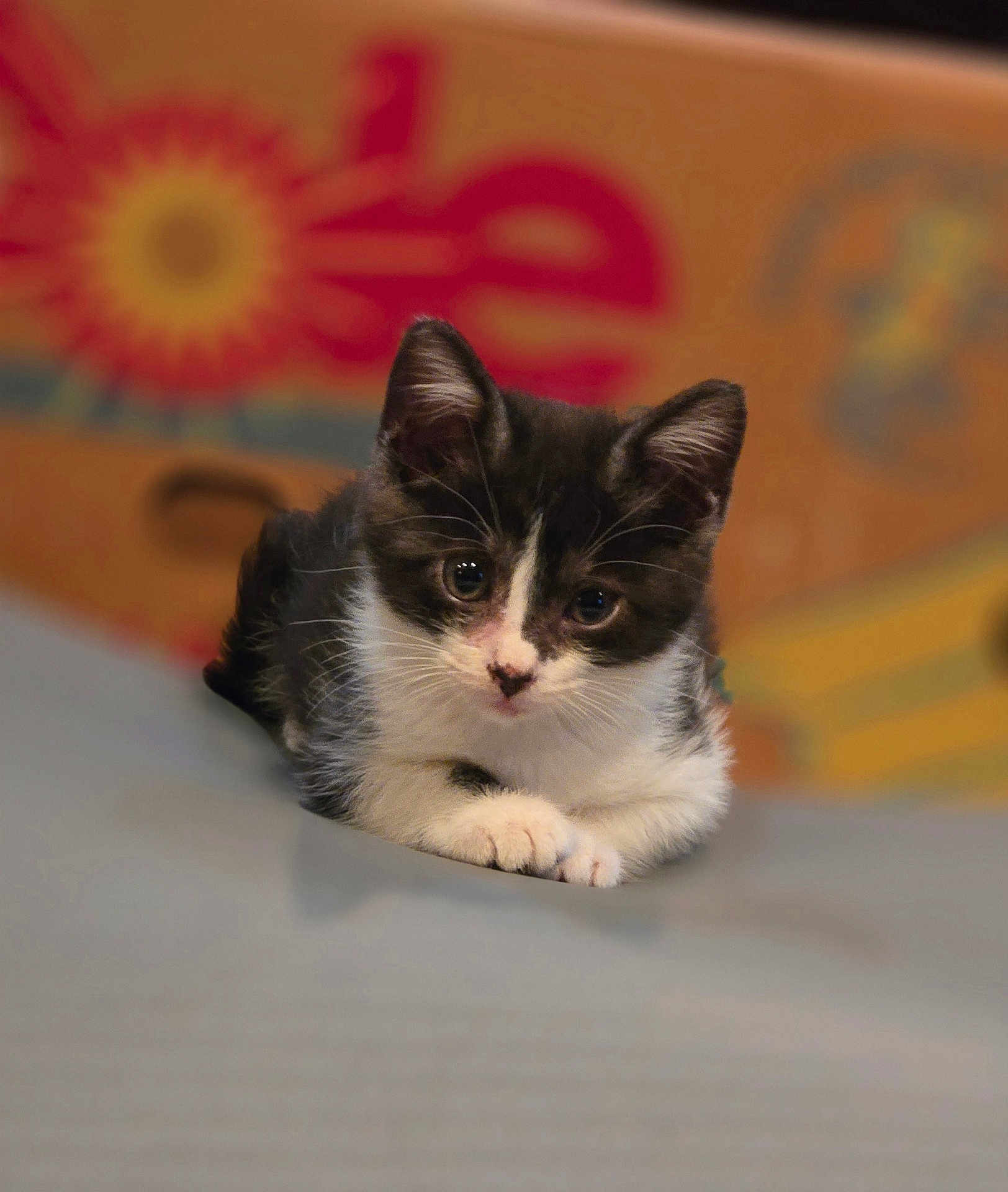 Lucy joined the competition — help win amazing prizes! kitten, cat, black_and_white, pet, animal, cute, feline, fur, whiskers, ears, eyes, lying_down, close_up, indoor, soft_surface, background, colorful, curious, young, small