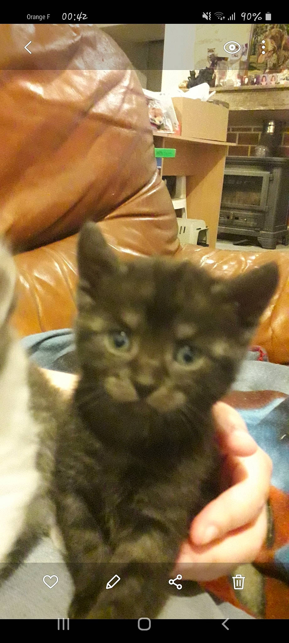 Dixon participe au concours pour gagner de l'argent avec cette photo : american_shorthair, asian, black_cat, carnivore, cat, chartreux, domestic_short_haired_cat, european_shorthair, felidae, german_rex, kitten, korat, mammal, nebelung, polydactyl_cat, russian_blue, small_to_medium_sized_cats, snout, vertebrate, whiskers